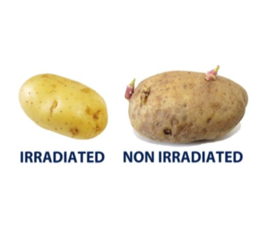 Potato Irradiated